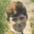 Gordon Charles Gilbert Tate (c1927 - c1940)